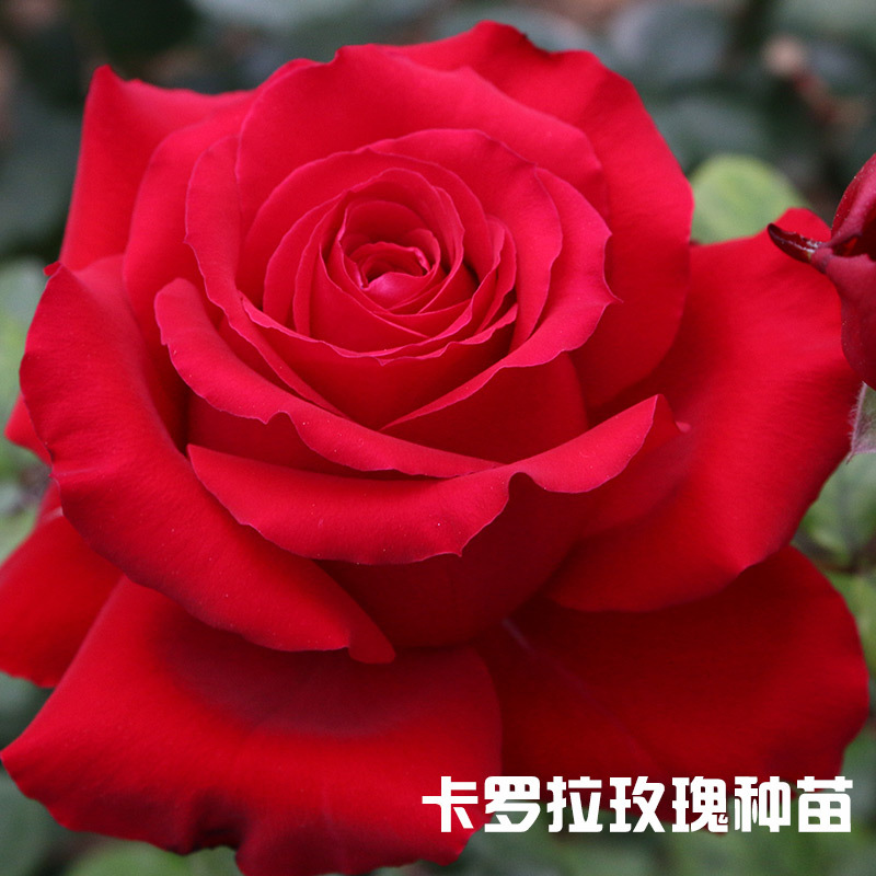 云南基地直销 月季苗卡罗拉玫瑰花苗 绿化工程花卉种苗小苗批发