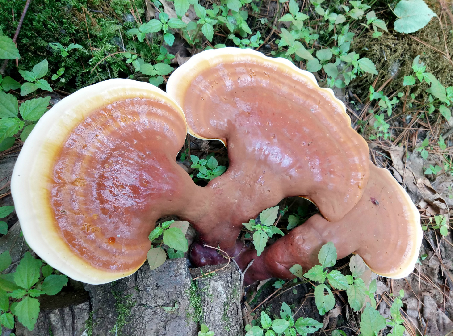 东北特产整枝紫灵芝 长白山椴木赤芝 林下野生紫灵芝免费打粉