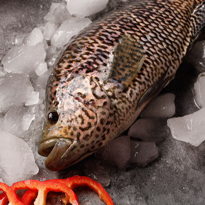 水产鱼类鲜活直销 酒店餐馆大排档淡水石斑鱼 台湾引进淡水鱼批发