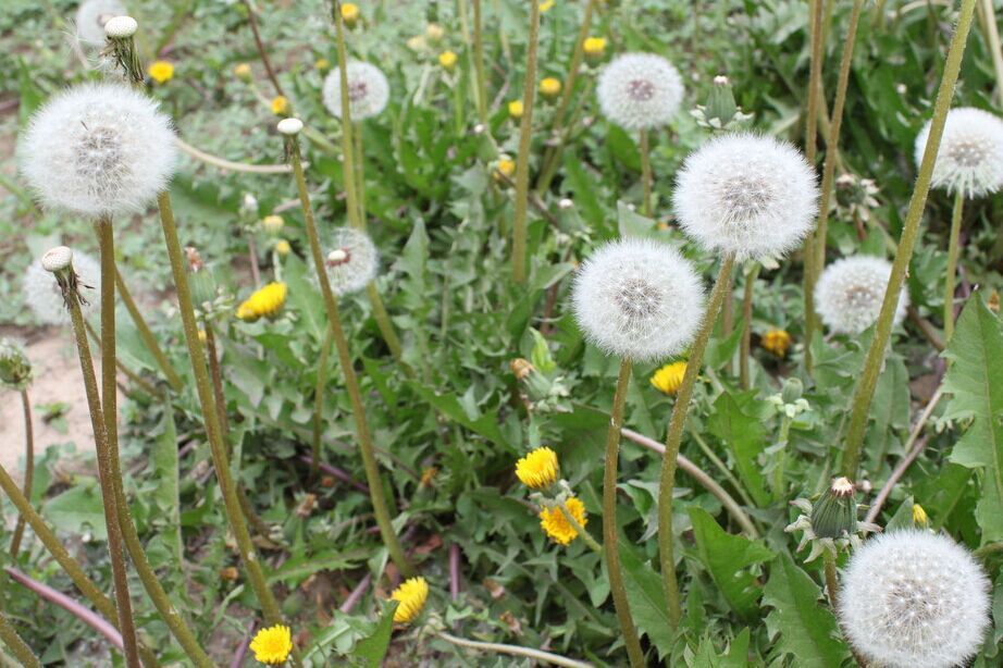 蒲公英种子价格批发直销