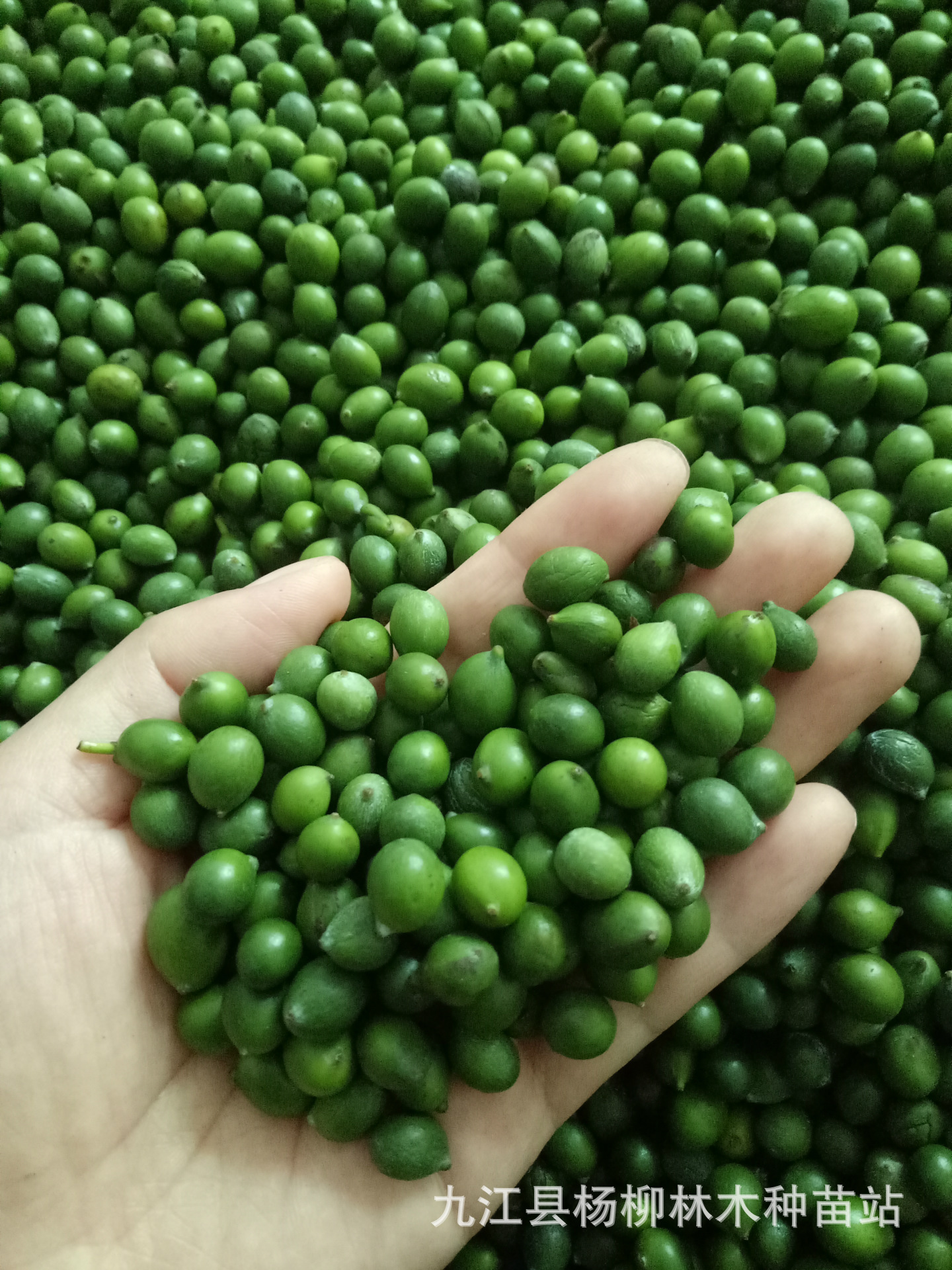 新采罗汉松种子批发 罗汉松种子 罗汉松种子价格