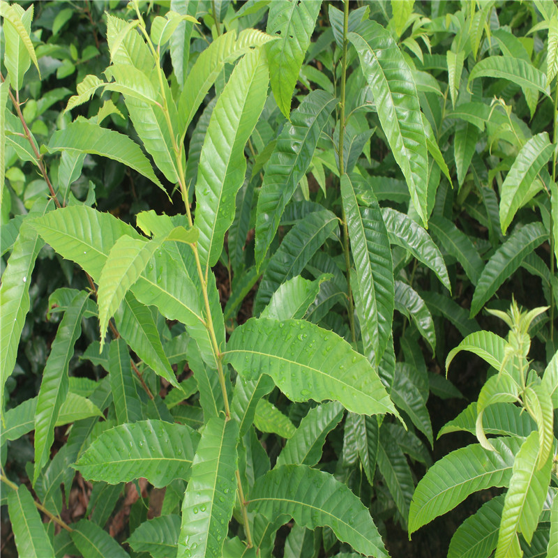 大红袍板栗苗可南北方种植稳丰板栗树苗基地直销地栽板栗树苗