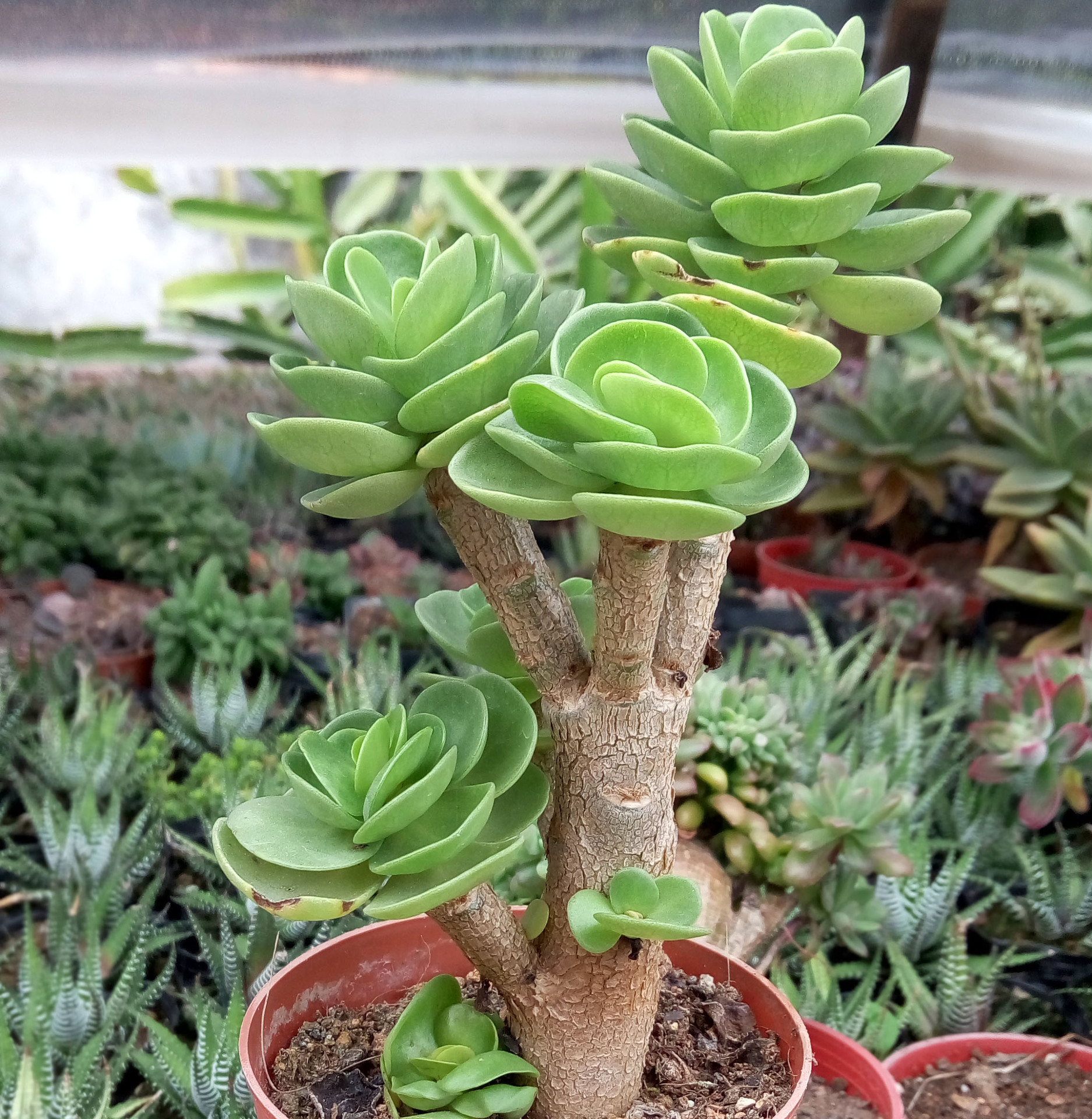 多肉植物批发 金钱木小老桩约10-12cm 裸根 绿植盆栽园艺花卉苗木