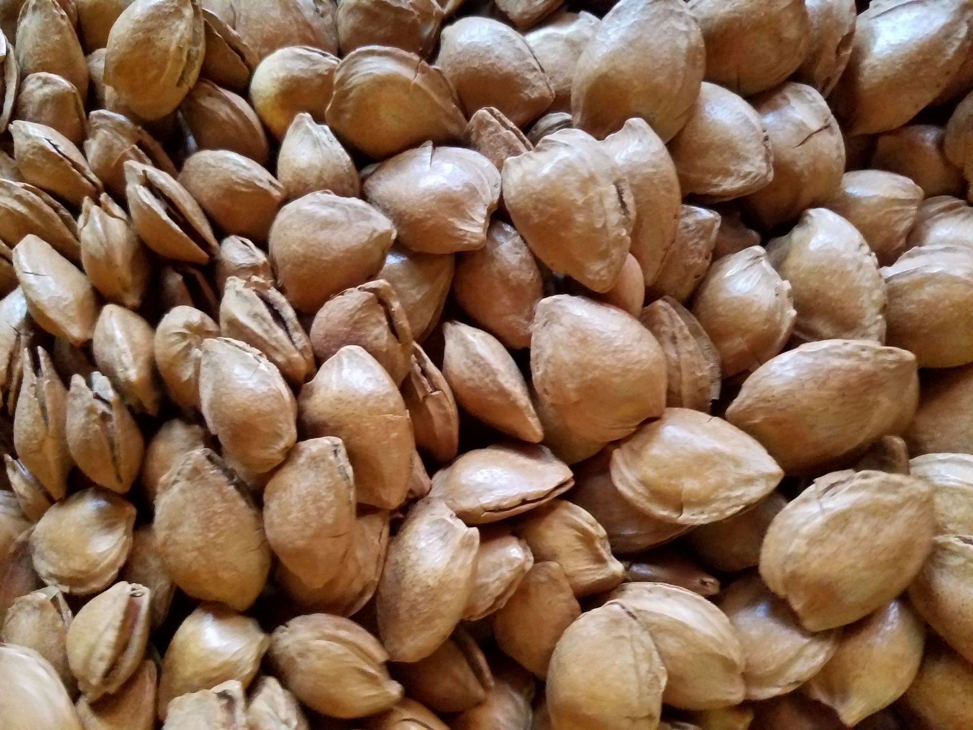 河北开口杏核 黄精豆五香味原味奶油味 壳薄果仁饱满 开口好 整袋