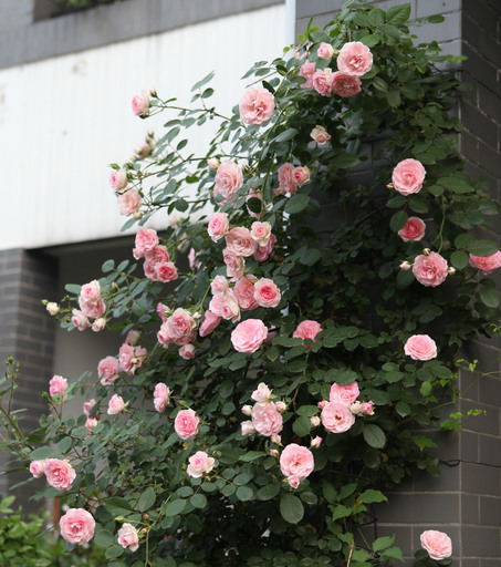藤本小伊甸园 欧洲月季 阳台庭院观花植物 花瓣多易养