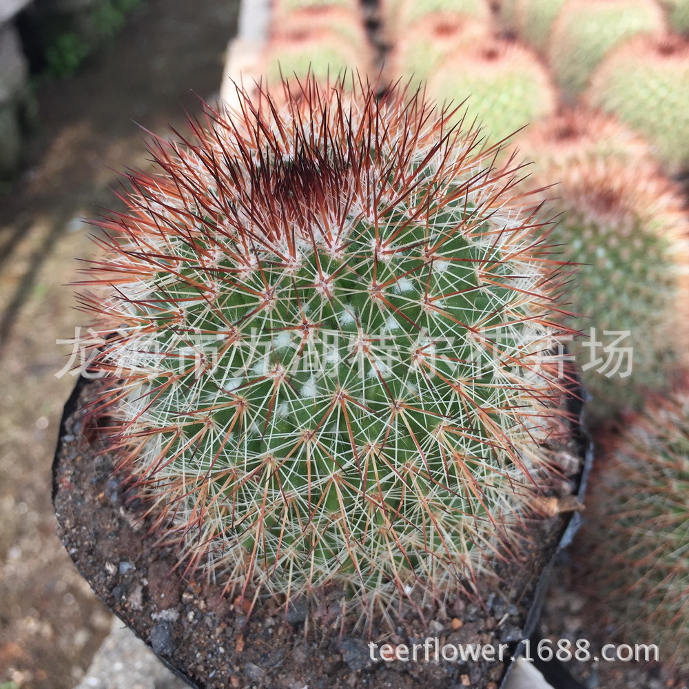 猩猩丸 大棚直售桌面绿植 室内盆栽仙人球