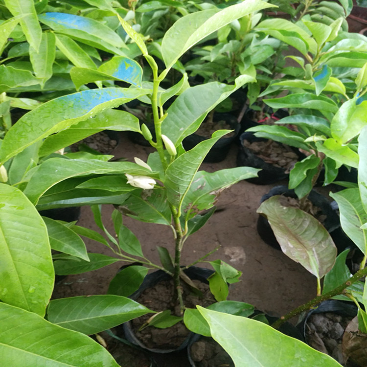 正宗嫁接白兰花苗白玉兰花树苗 白兰苗黄桷兰黄兰盆栽地栽浓香花