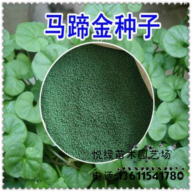 批发马蹄金种子 铜钱草 金钱草种子 水培花草种子  四季盆栽
