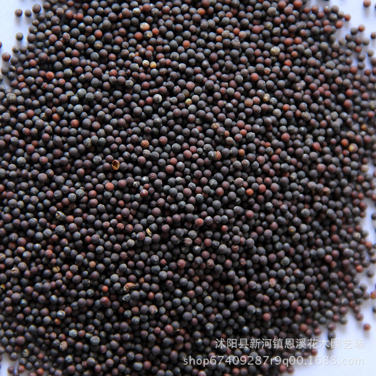 批发家庭种植蔬菜种子 青菜种子 营养丰富小青菜种子 量大批发