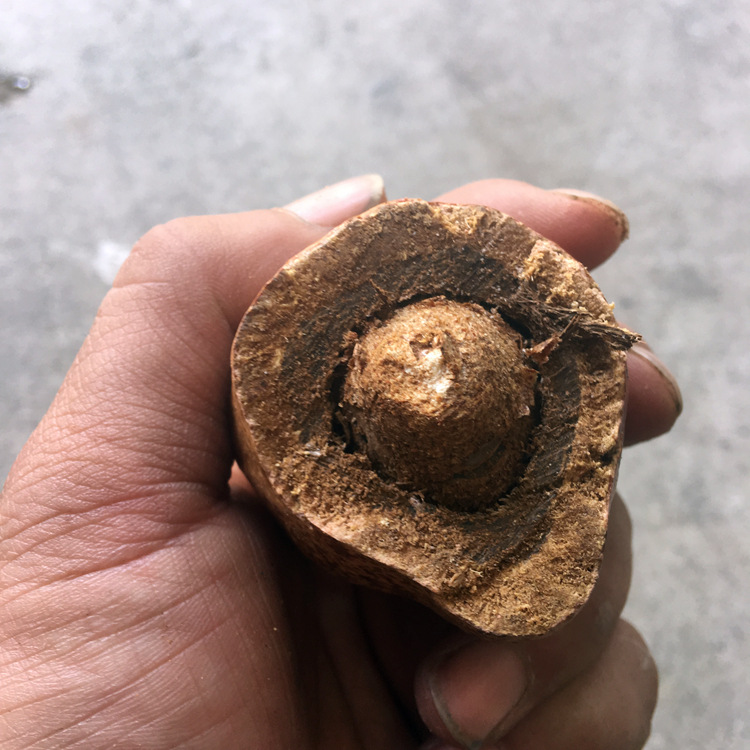 金灯菩提原籽 释迦菩提 佛心果菩提 空心菩提 佛灯果菩提大量现货