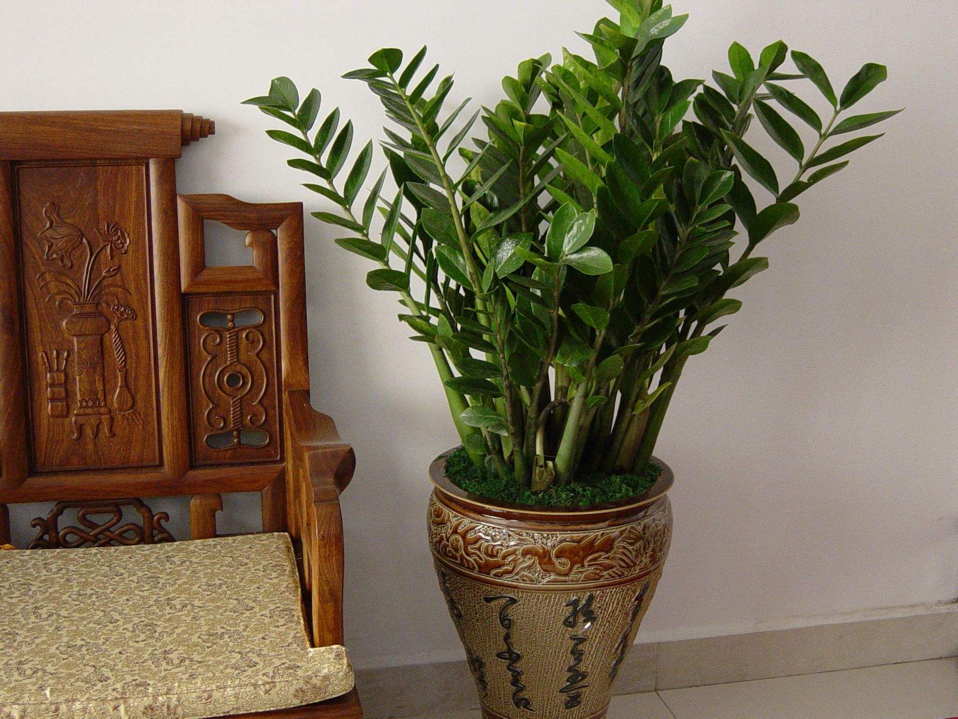 盆栽钱串子客厅室内阳台植物乔价格质量 哪个牌子比较