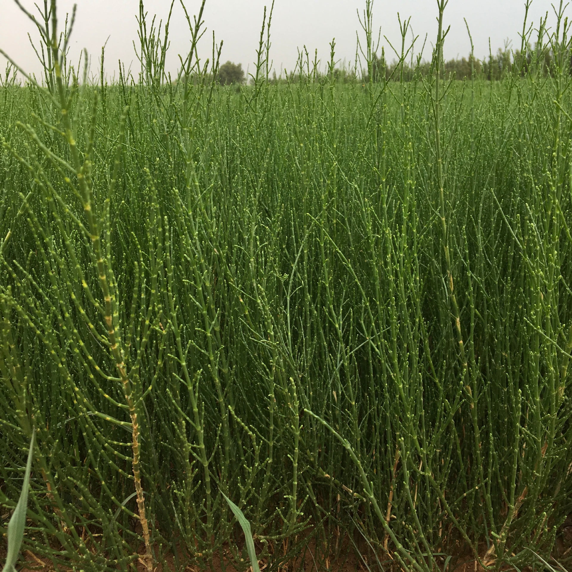 新疆梭梭苗供应商