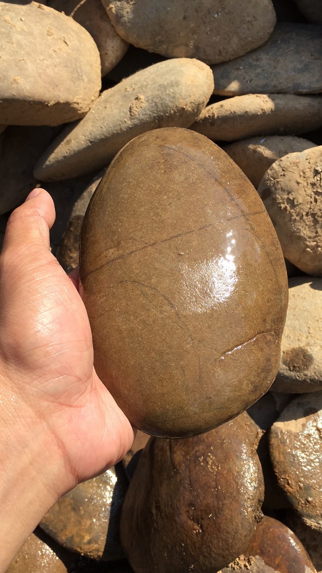 广东鹅卵石产地 供应公园铺路按摩石温泉石批发 广东鹅卵石价格