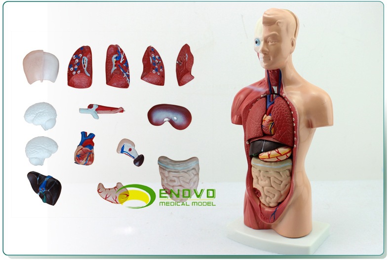 0成交1081个enovo1:1人体心脏模型b超彩超声心血管内科解剖教学模型