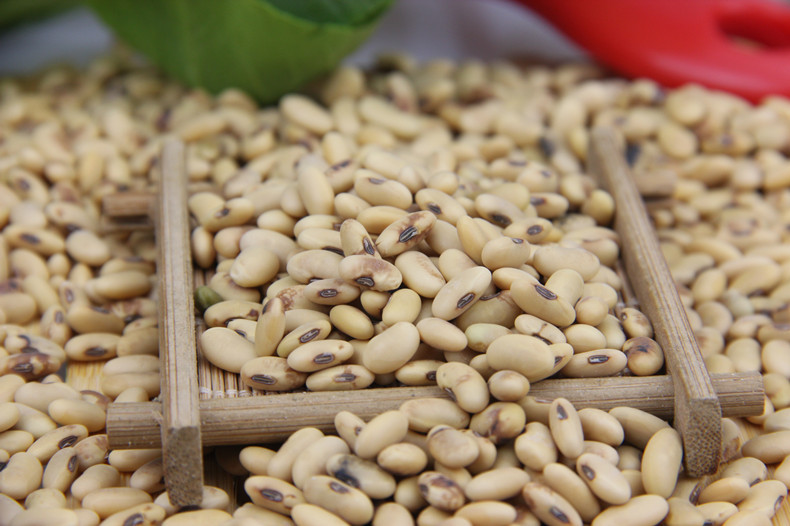 陕西特产陕北肾型老黄豆高蛋白大豆5斤包邮