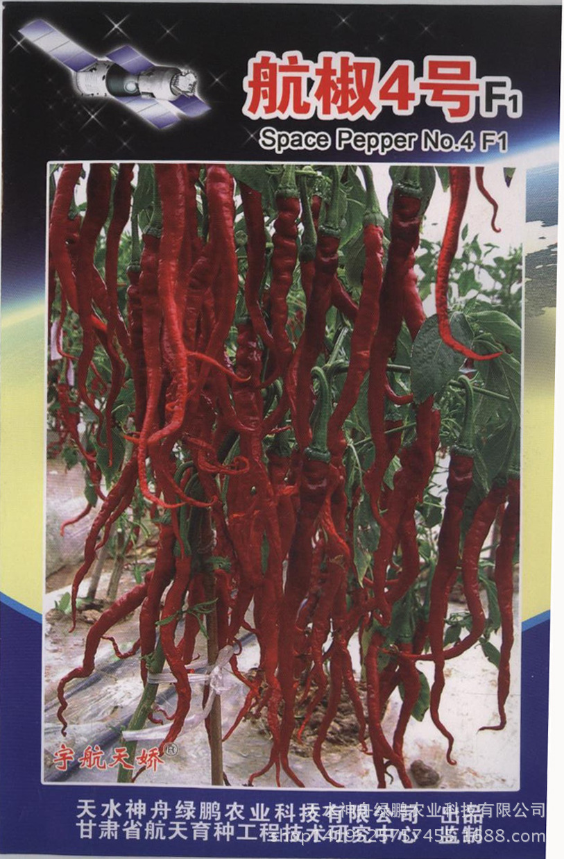 厂家批发蔬菜种子家庭版航椒4号鲜干两用型辣椒品种