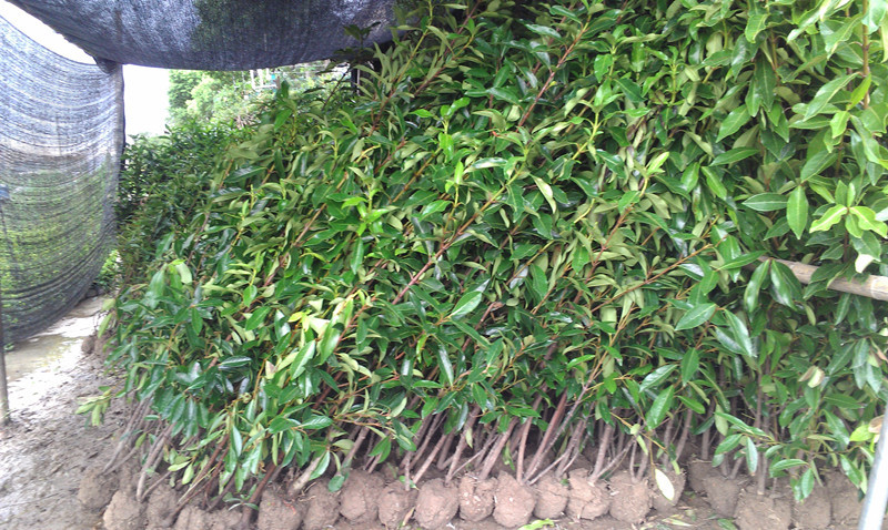 珊瑚树绿篱(珊瑚树绿篱套什么定额)