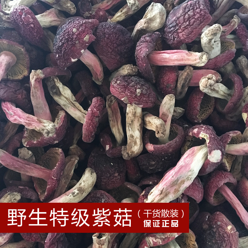 【菌窝子】厂家供应高原野生优质紫菇干货标菇甜香大红菇散装蘑菇