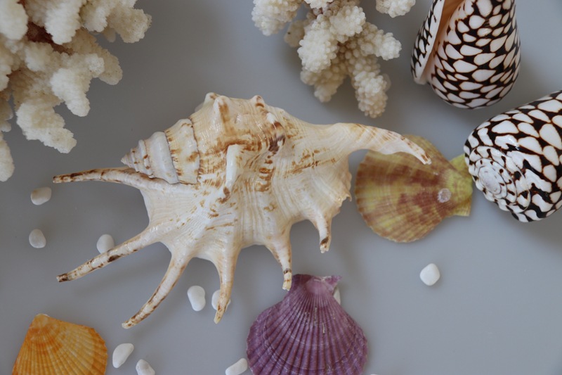 七爪螺 天然海螺贝壳 鱼缸水族箱装饰造景