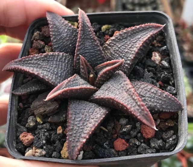 黑王寿实生寿高纹鹰爪 实拍 有根 多肉植物 硬叶十二卷5-8cm-阿里巴巴