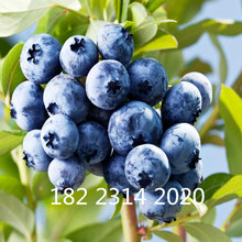 湖北蓝莓果树苗木批发采购价格图片嫁接优质兔眼 蓝莓苗