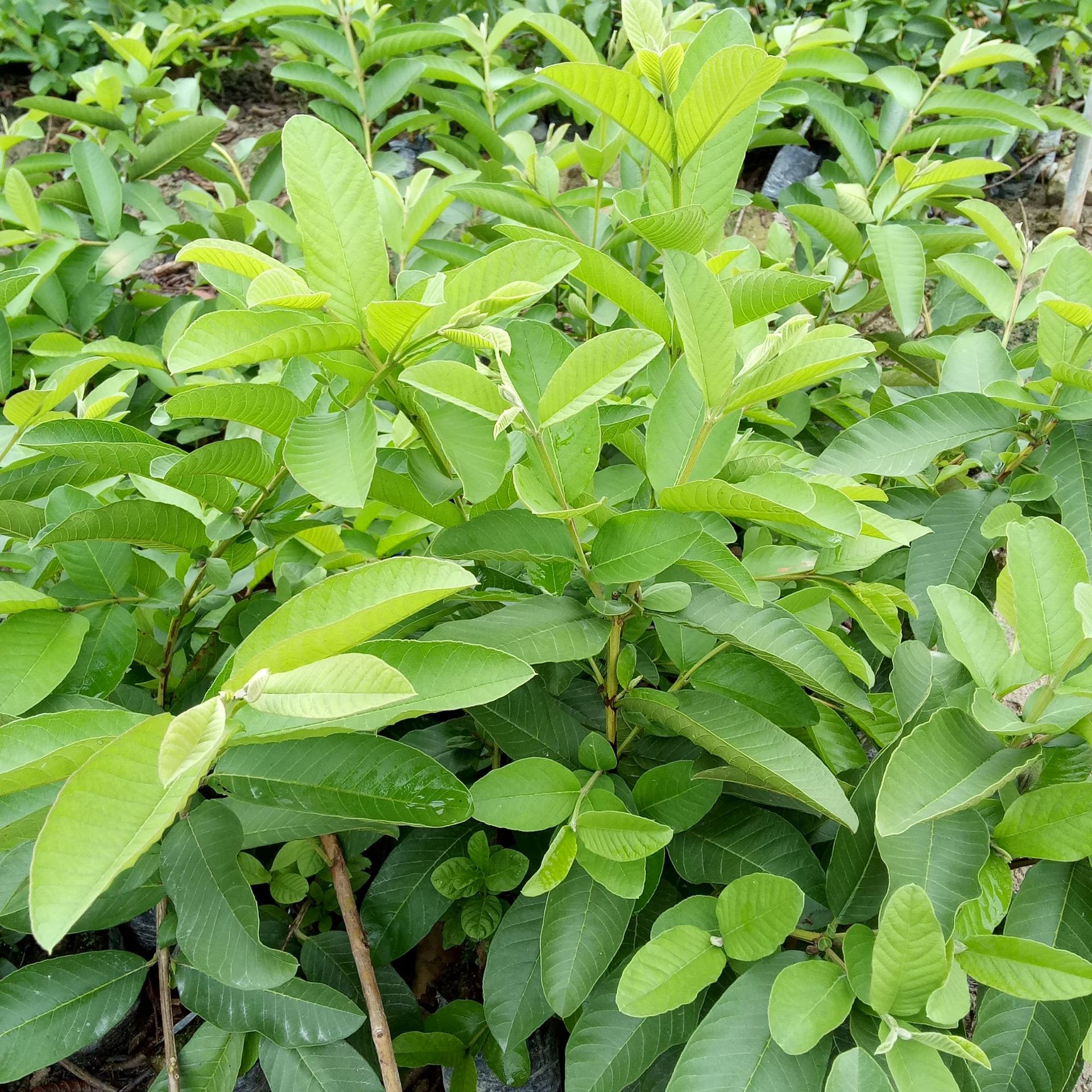 基地大量新品种珍珠芭乐苗红心番石榴苗红心芭乐果苗批发量大免邮