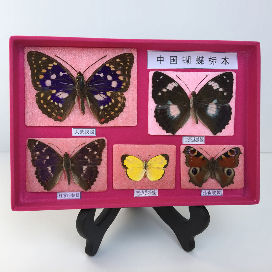 教学用常见蝴蝶标本批发 生活史教学标本也可作家庭装饰