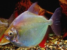 银板活体 银版鱼 白板 吃食物残渣 群游混养配龙鱼缸高鳍皇冠银版