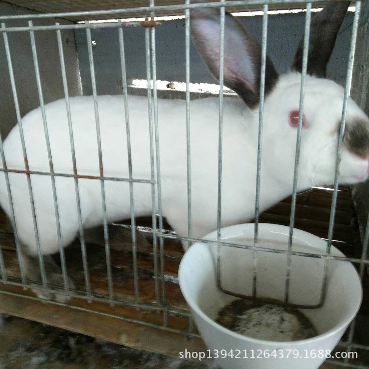 青紫蓝兔养殖基地 青紫蓝兔养殖方法