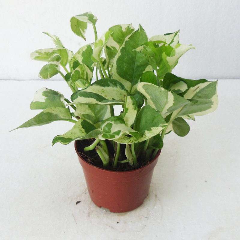 基地直供室内盆栽绿萝花卉植物绿植小盆栽90白金葛