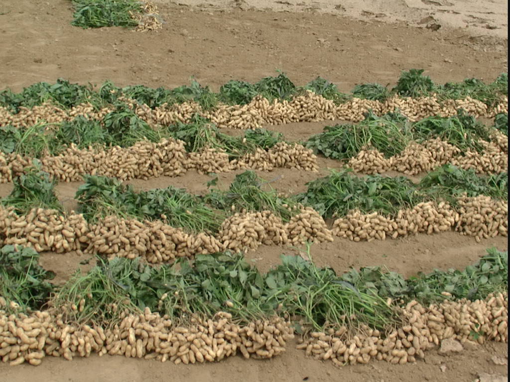 花生提取物 10:1 落花生提取物 花生粉 斯诺特厂家