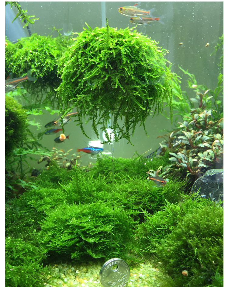 青鱼蓝 水草悬浮球 水澡悬浮球水晶虾悬浮水草水晶超小虾窝水晶球