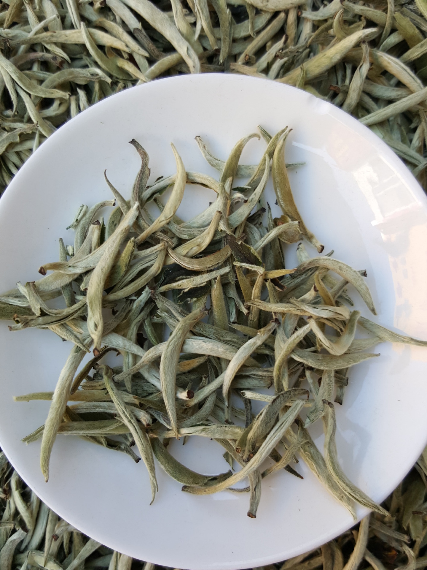 2017年早春茶明前春古树茶云南生普洱茶叶大白毫银毫单芽毛尖