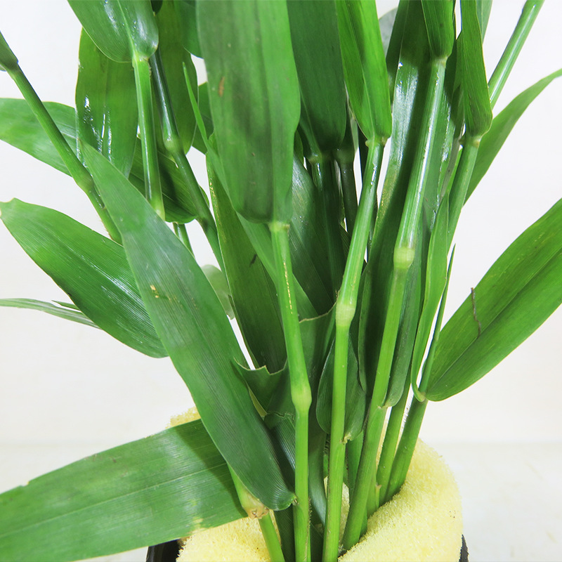 水草活体淡水植物日本青竹南美青竹鱼缸中后景水草懒人有茎类水草