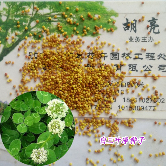 进口草种白三叶草种子净种红三叶种子白车轴草幸运草四叶草包邮