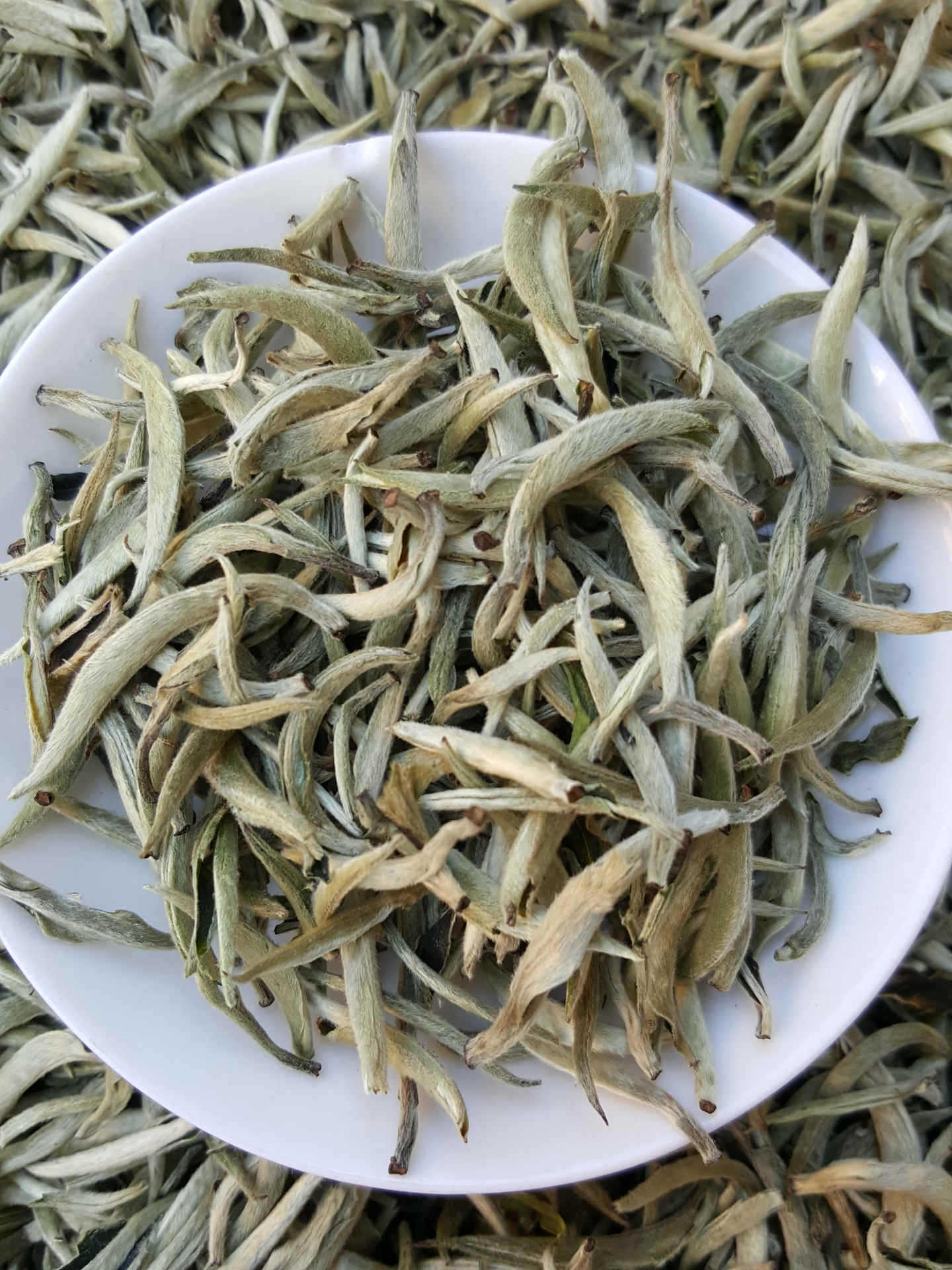 2017年早春茶明前春古树茶云南生普洱茶叶大白毫银毫单芽毛尖