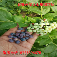 蓝莓树 蓝莓树种植项目 欢迎订购
