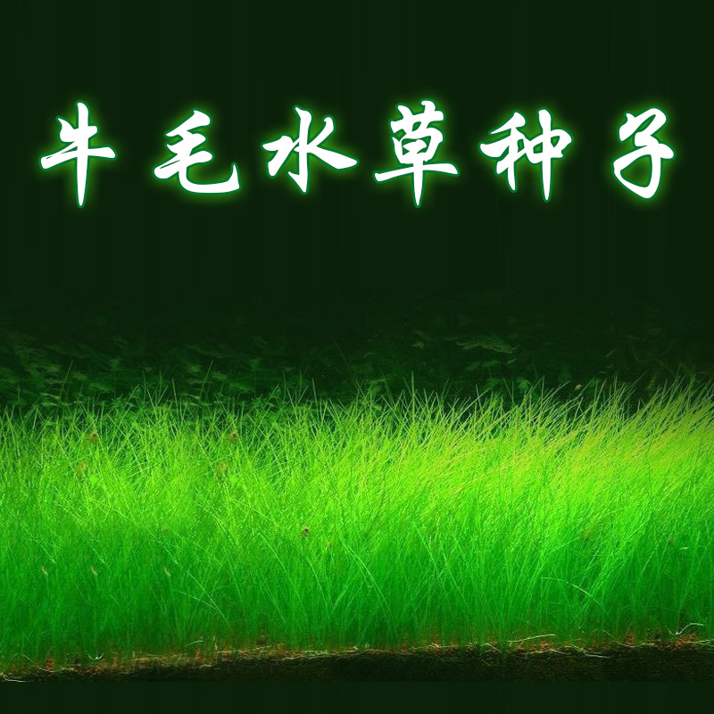水草种子鱼缸造景水草种子无需co2水草种子水草籽发芽快包活好养
