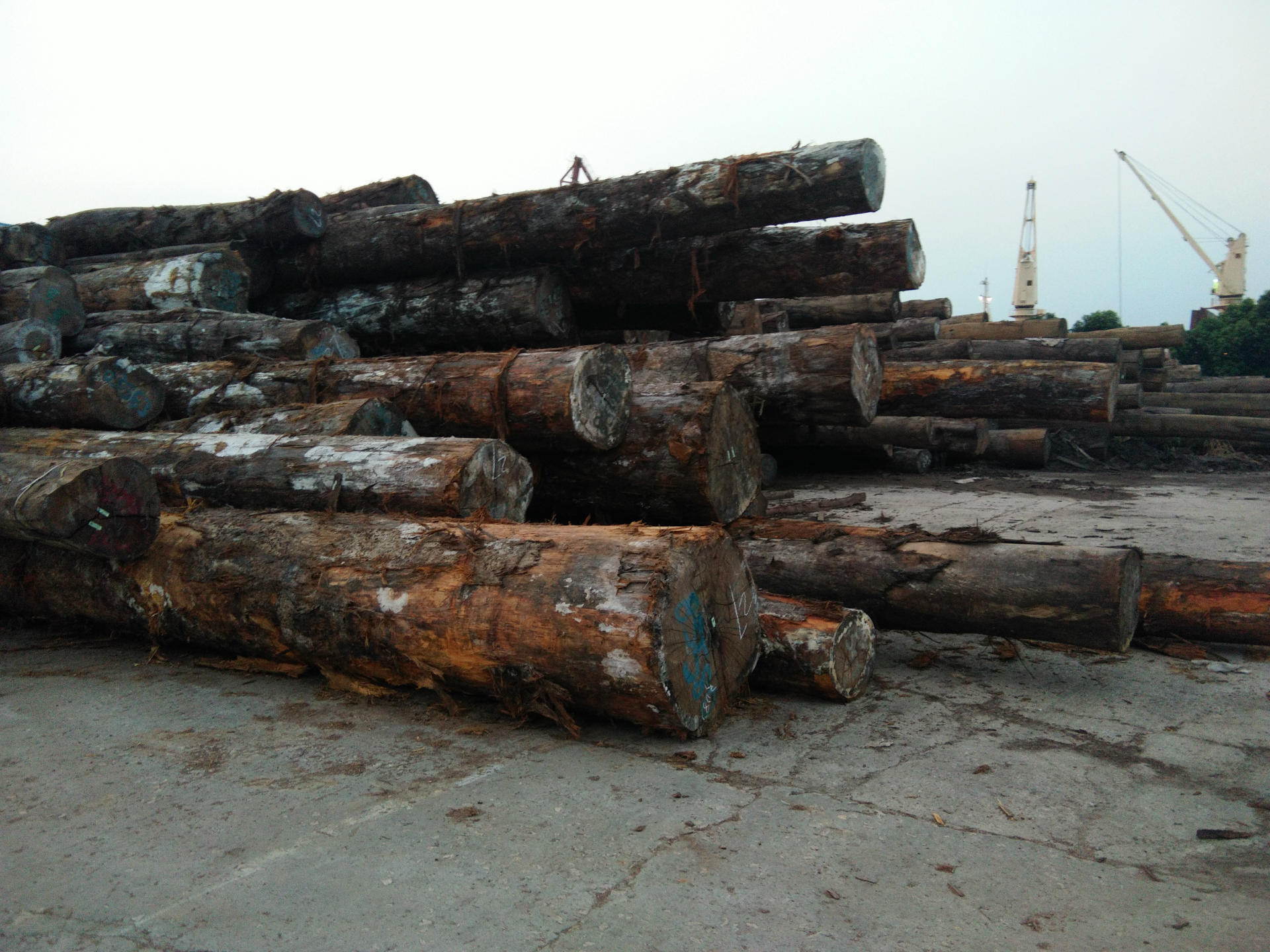 黄硬木 hay 适合 寺庙装修 现货供应 价格优惠