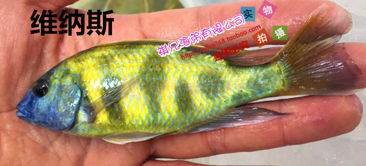 金星 维纳斯鱼 三湖慈鲷 坦鲷 马鲷 热带鱼 观赏鱼活体 鲷科鱼批