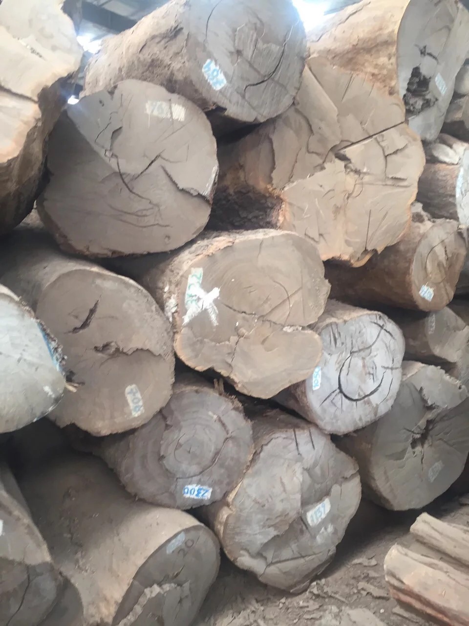 大径皮灰 皮灰原木 皮灰板材 风车木莫桑比克 黑檀 广星木业