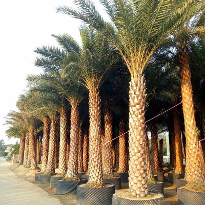 银海枣基地直销 树形健壮成活率高 批发优质中东海枣