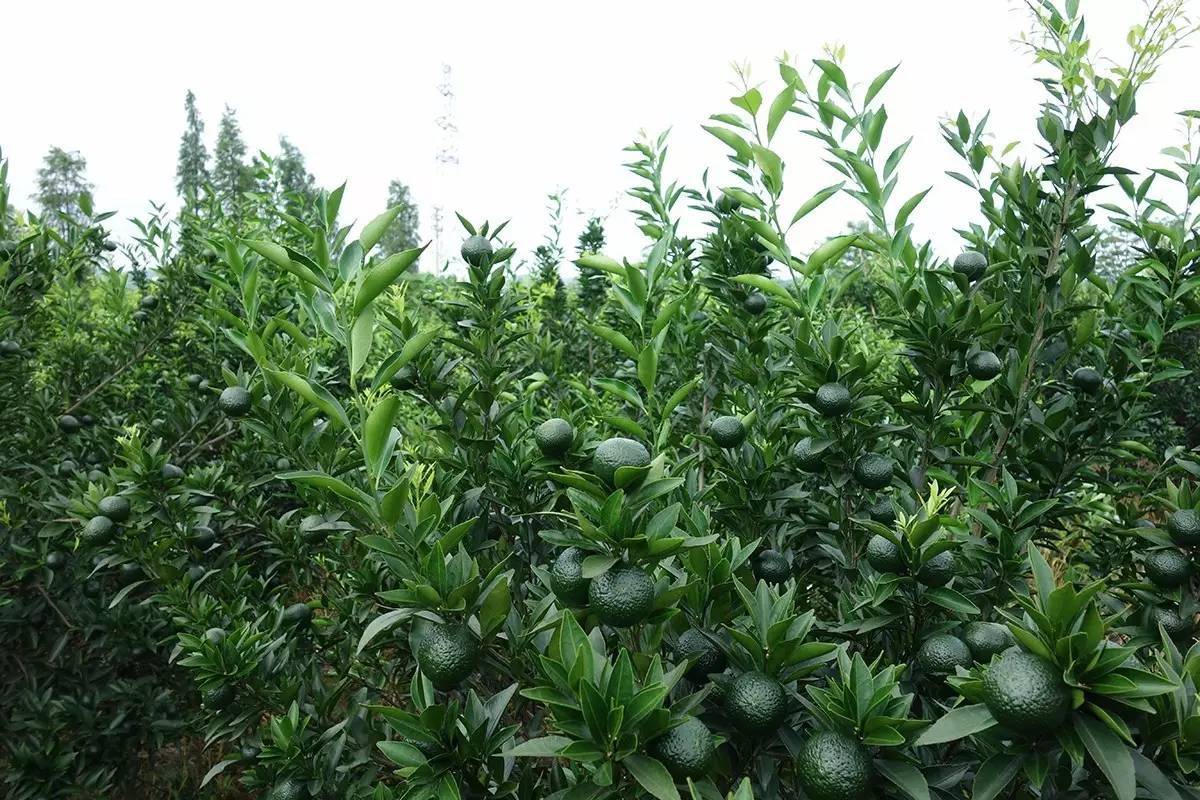 新会小青柑普洱茶茶叶 浓香 生晒 绿皮黄皮小青甘