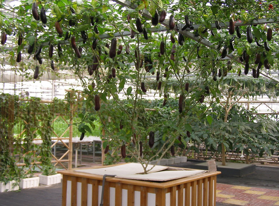 不一样的茄子树 - 阿里巴巴专栏