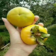 柿子品种 日本甜柿 次郎柿子树价格 贵州地区富有甜柿柿子树