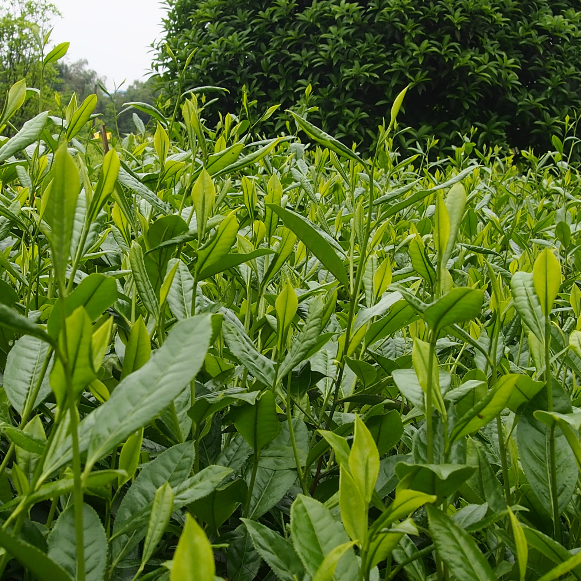 早春贵州毛峰湄潭翠芽凤冈岗锌硒茶批发