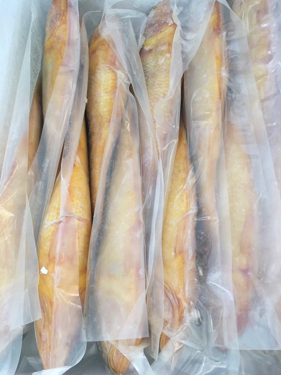批发供应冷冻大黄花鱼真空鲜冻大黄鱼500克每条