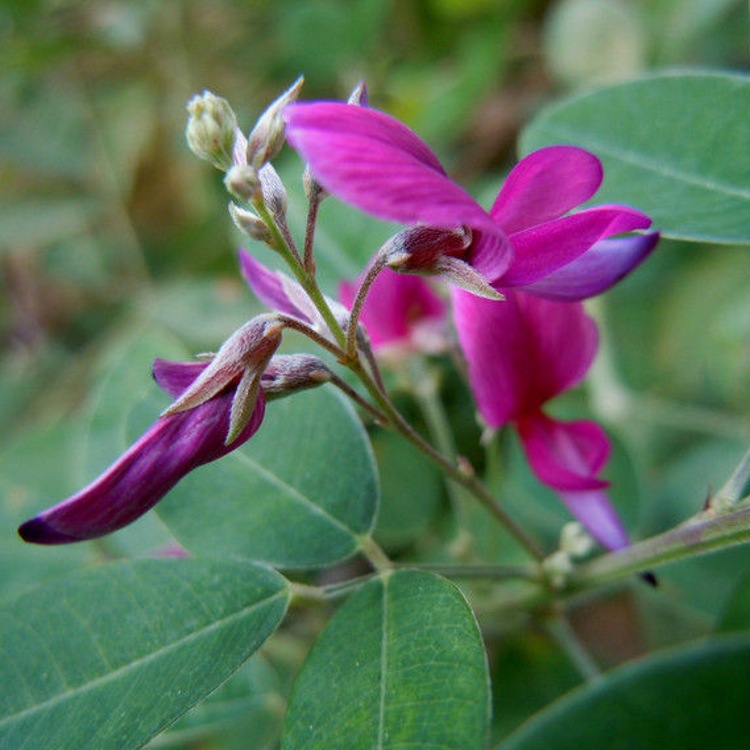 供应胡枝子提取物101