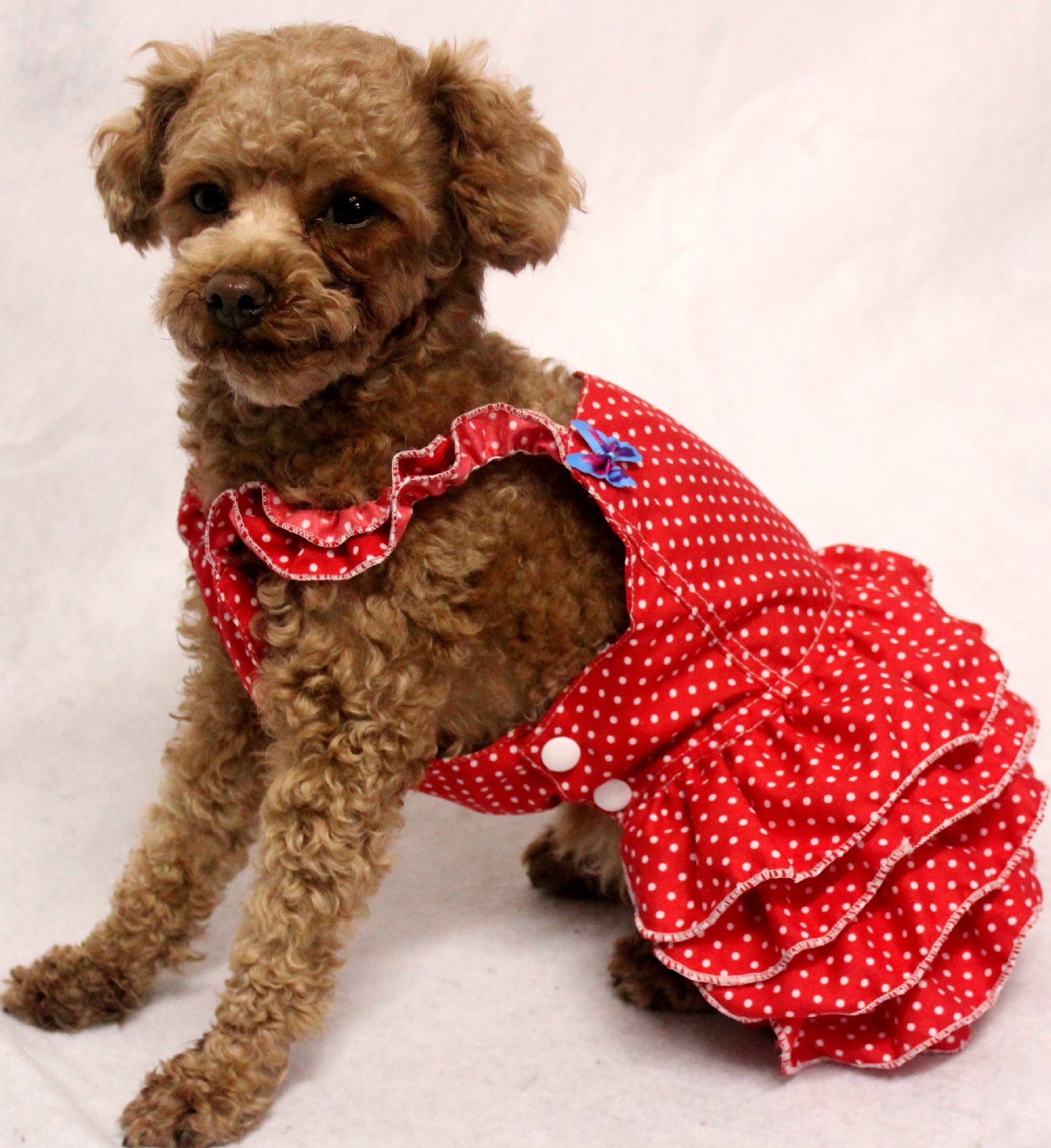 2019宠物春夏装红色白点印花连衣裙宠物公主裙狗狗裙现货新款