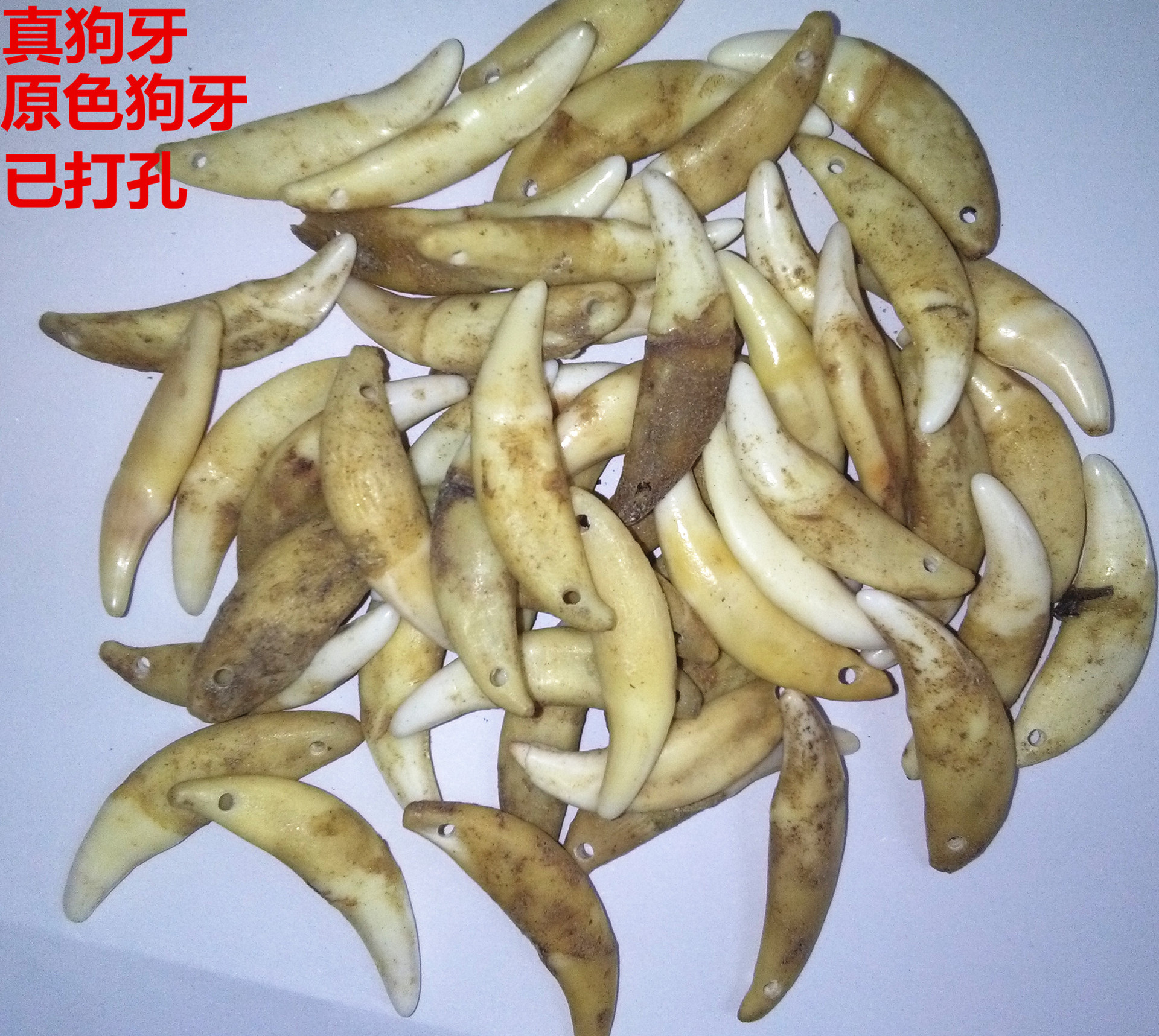 本色已打孔真狗牙 原色带血丝狗牙 可做diy吊坠项链手链饰品配件